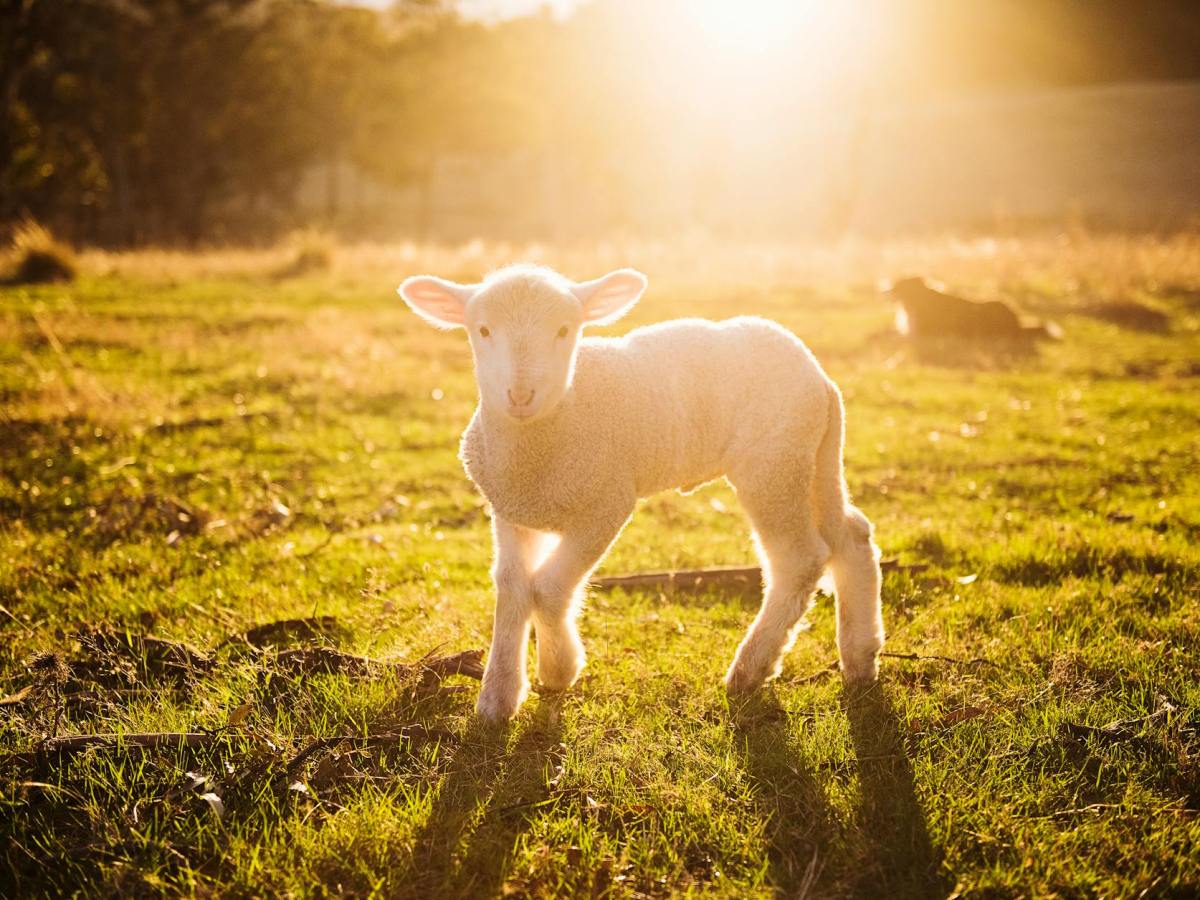 L&rsquo;ancienne alliance : une image pour la nouvelle alliance&nbsp;?